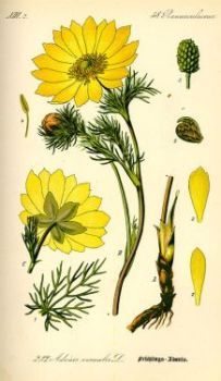 Adonis vernalis - горицвет весенний